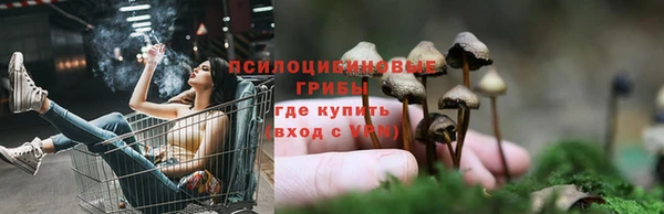 ГАЛЛЮЦИНОГЕННЫЕ ГРИБЫ Аркадак
